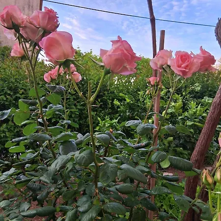 Lejlighed Sunny Garden House Julija - 2 Min To